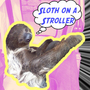 Sloth on a Stroller